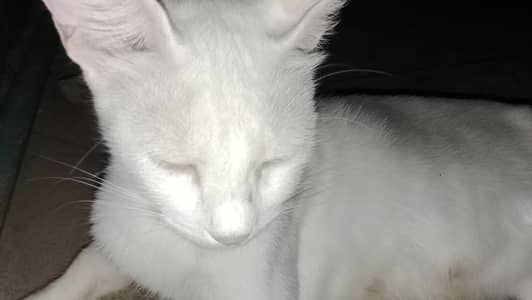Persion cat 2 colored beautiful eyes female