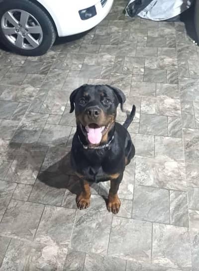 Rottweiler male microchipped pedigree