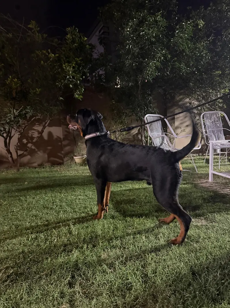 Rottweiler male microchipped pedigree — photo 2
