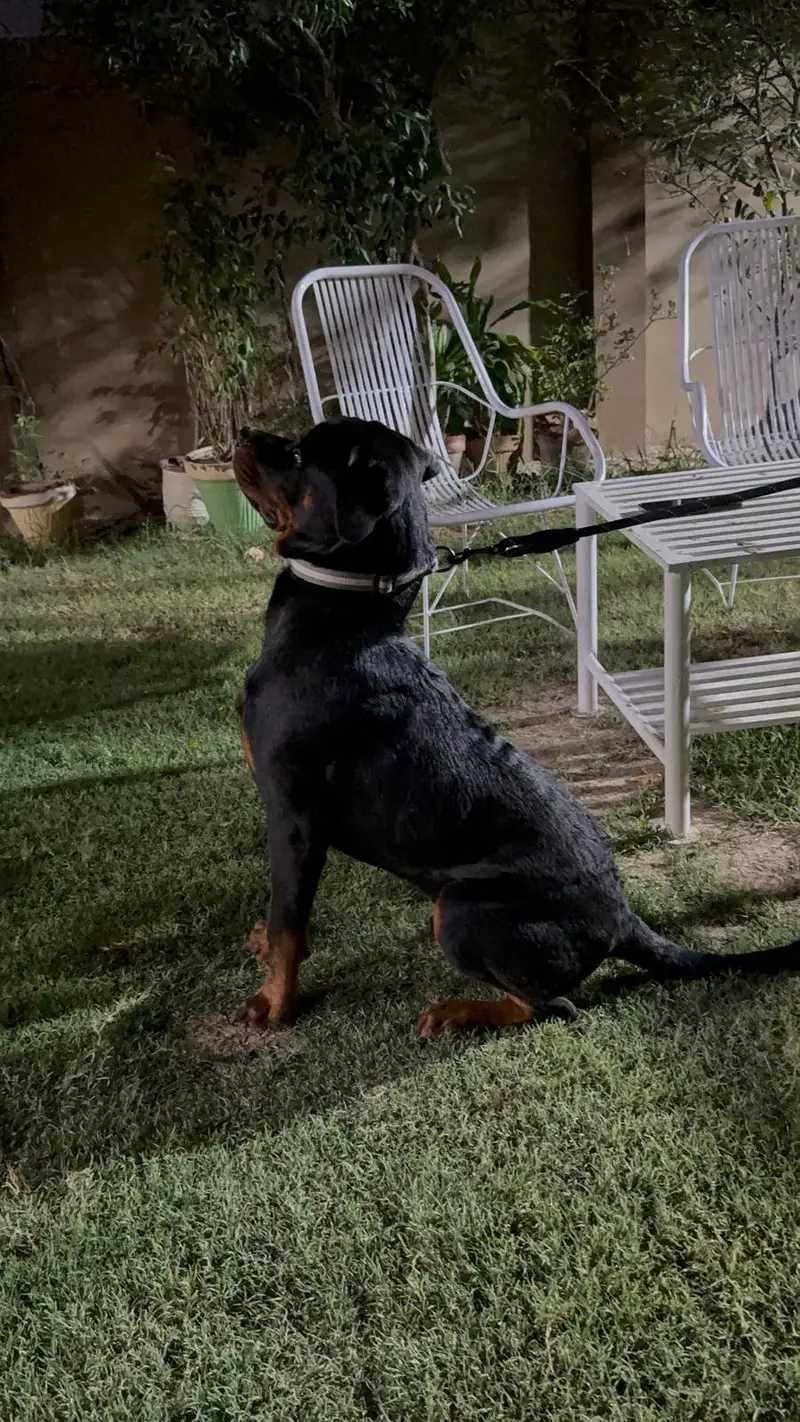 Rottweiler male microchipped pedigree — photo 3