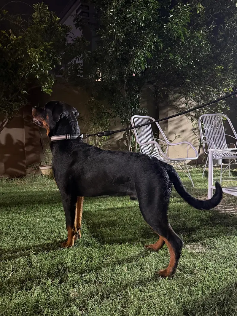 Rottweiler male microchipped pedigree — photo 4