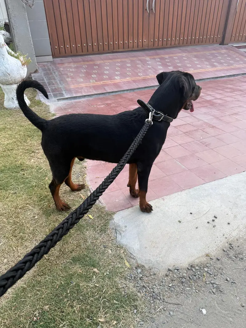 Rottweiler male microchipped pedigree — photo 5