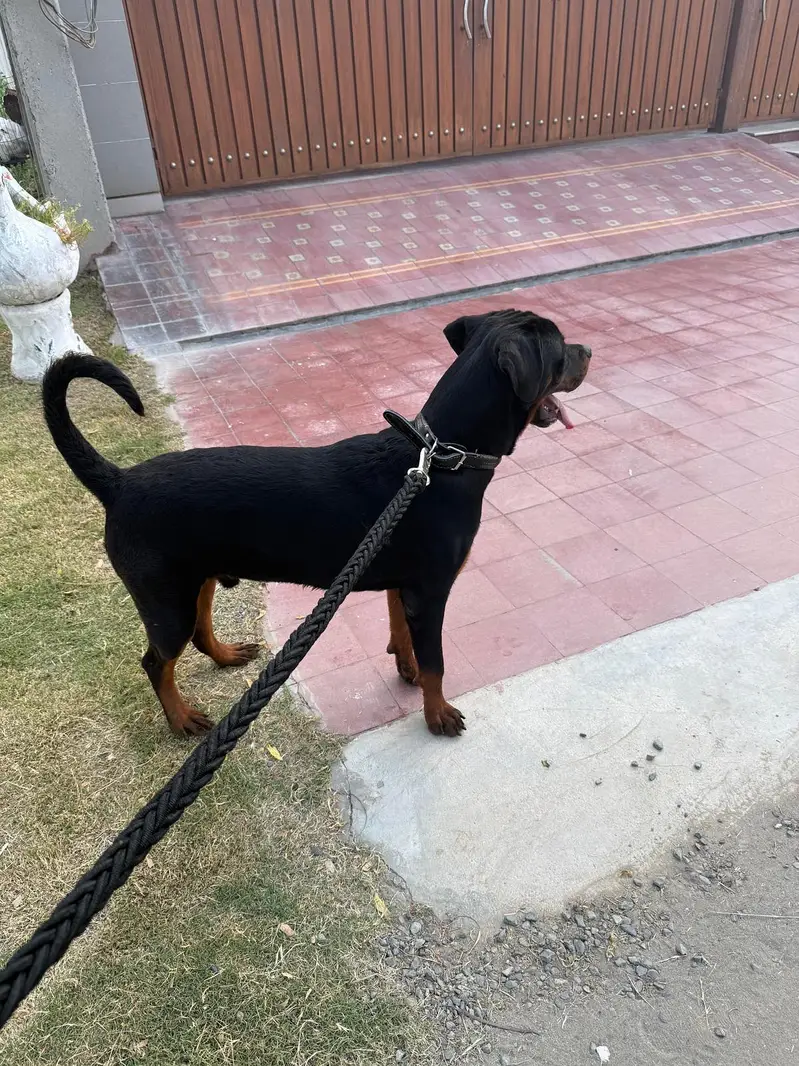 Rottweiler male microchipped pedigree — photo 6