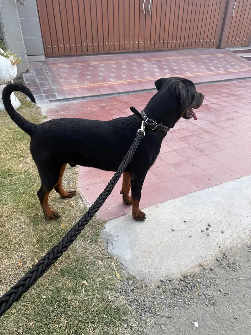 Rottweiler male microchipped pedigree — photo 7