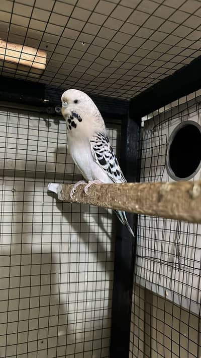 exhi tcb female . . watsapp 03060454334