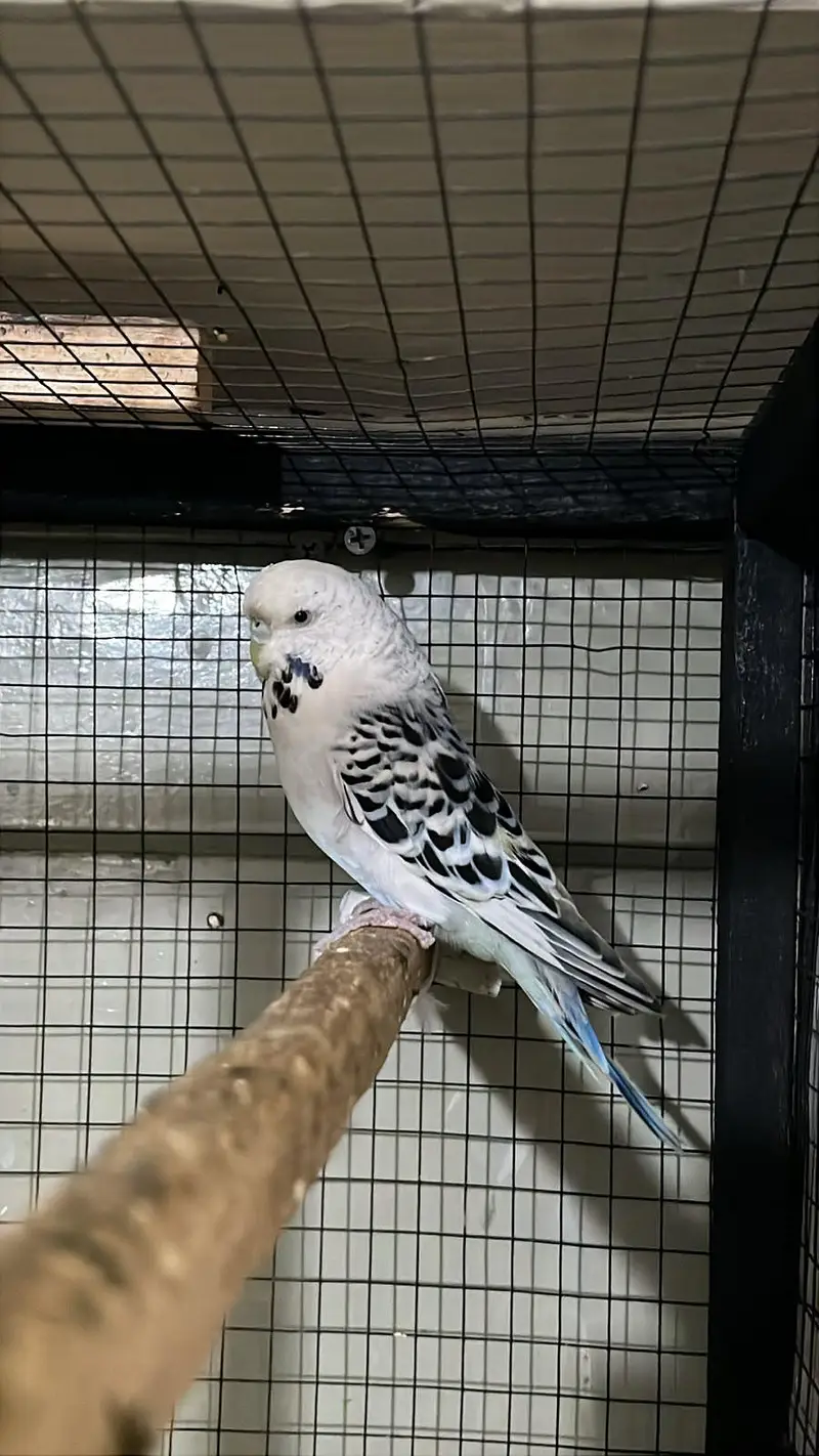 exhi tcb female . . watsapp 03060454334 — photo 2