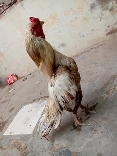 aseel Miya wali noka