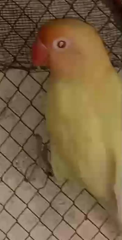 Love Bird Latino Male plz. contact me only on this no. 0308-5000940