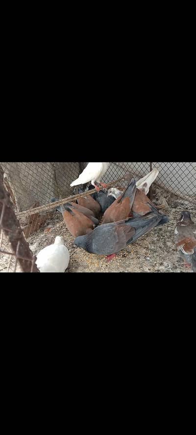 pigeon
