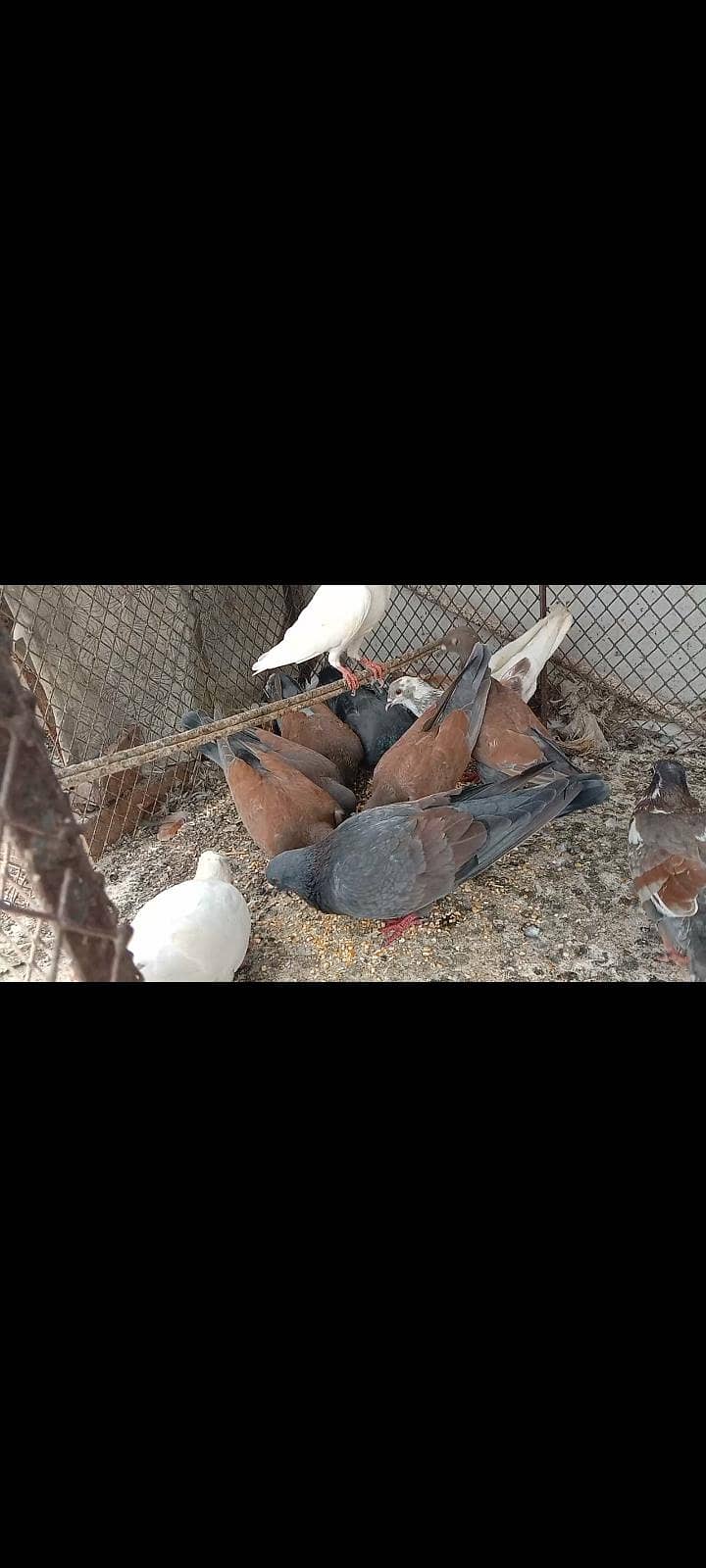 pigeon 0