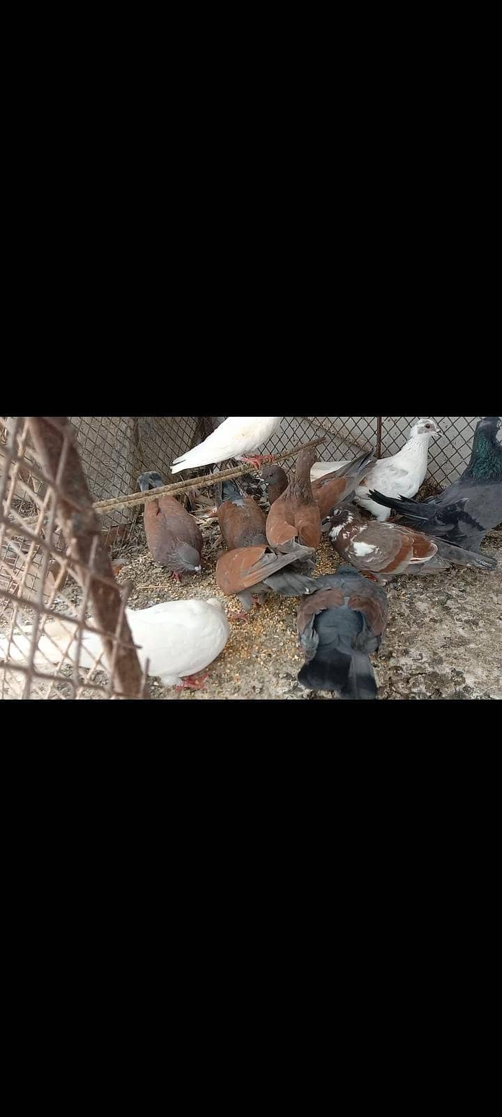 pigeon 1