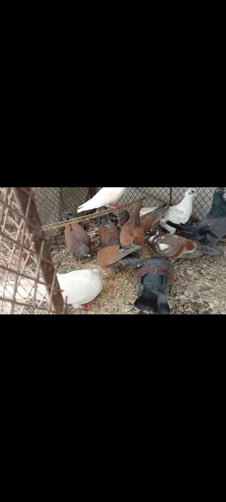 pigeon — photo 2