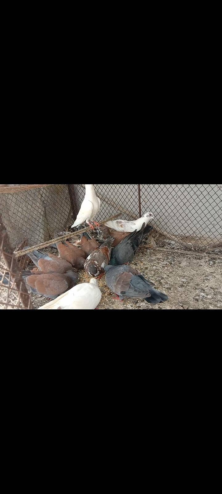pigeon 2