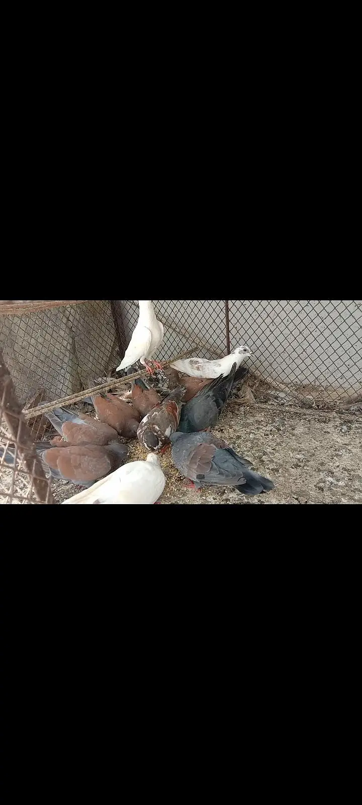 pigeon — photo 3