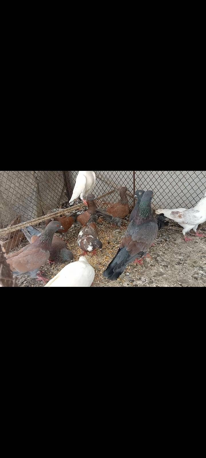 pigeon 3