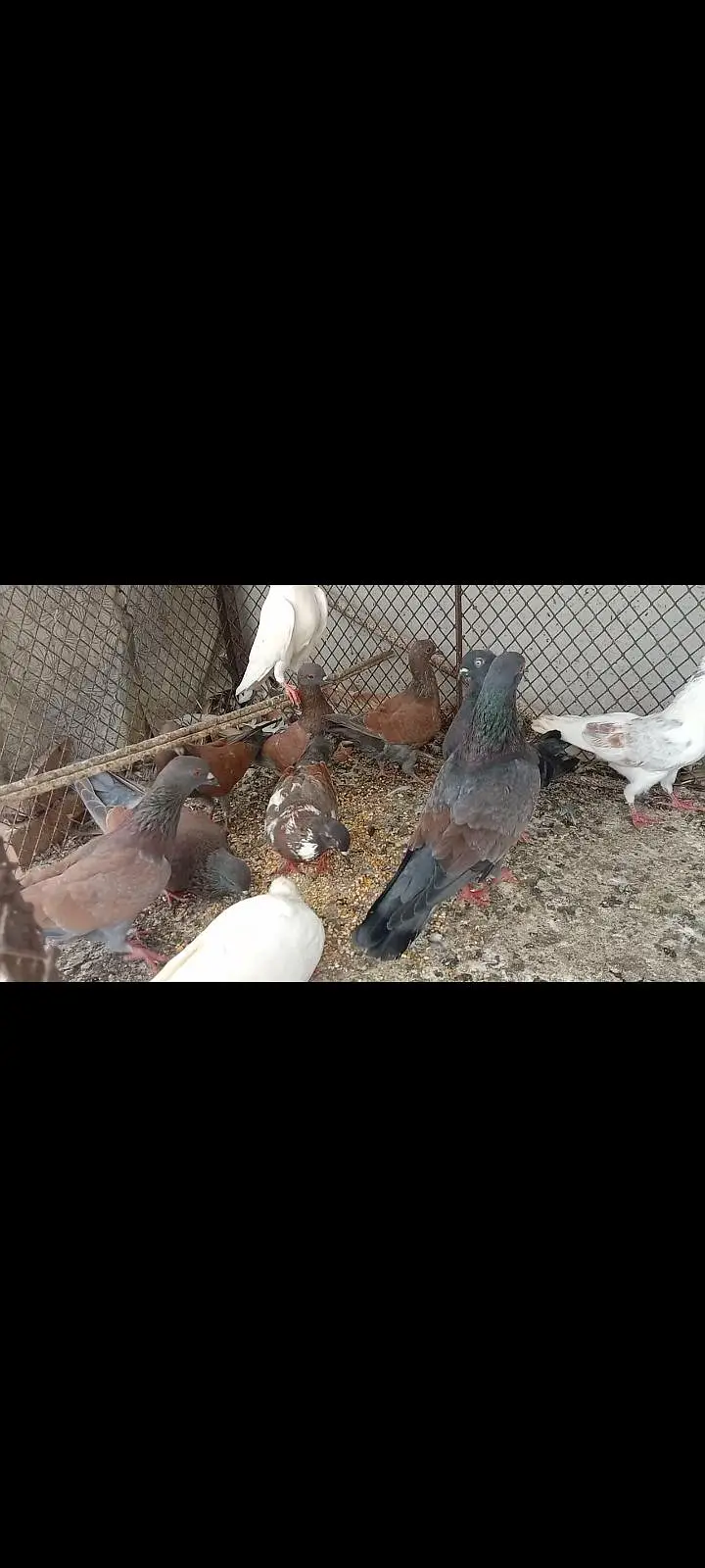 pigeon — photo 4