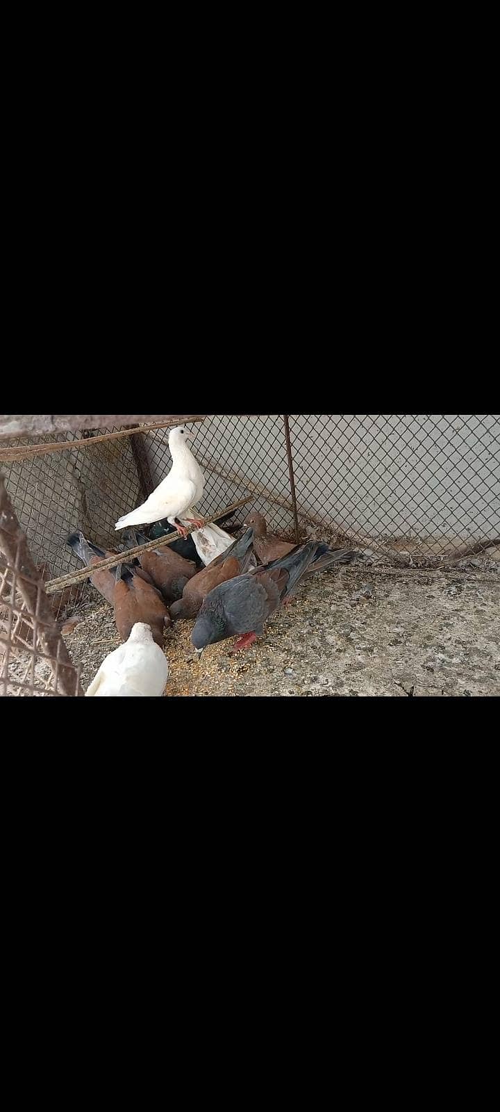 pigeon 4