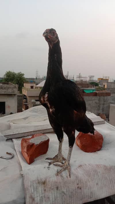 penus pokoye breeder female