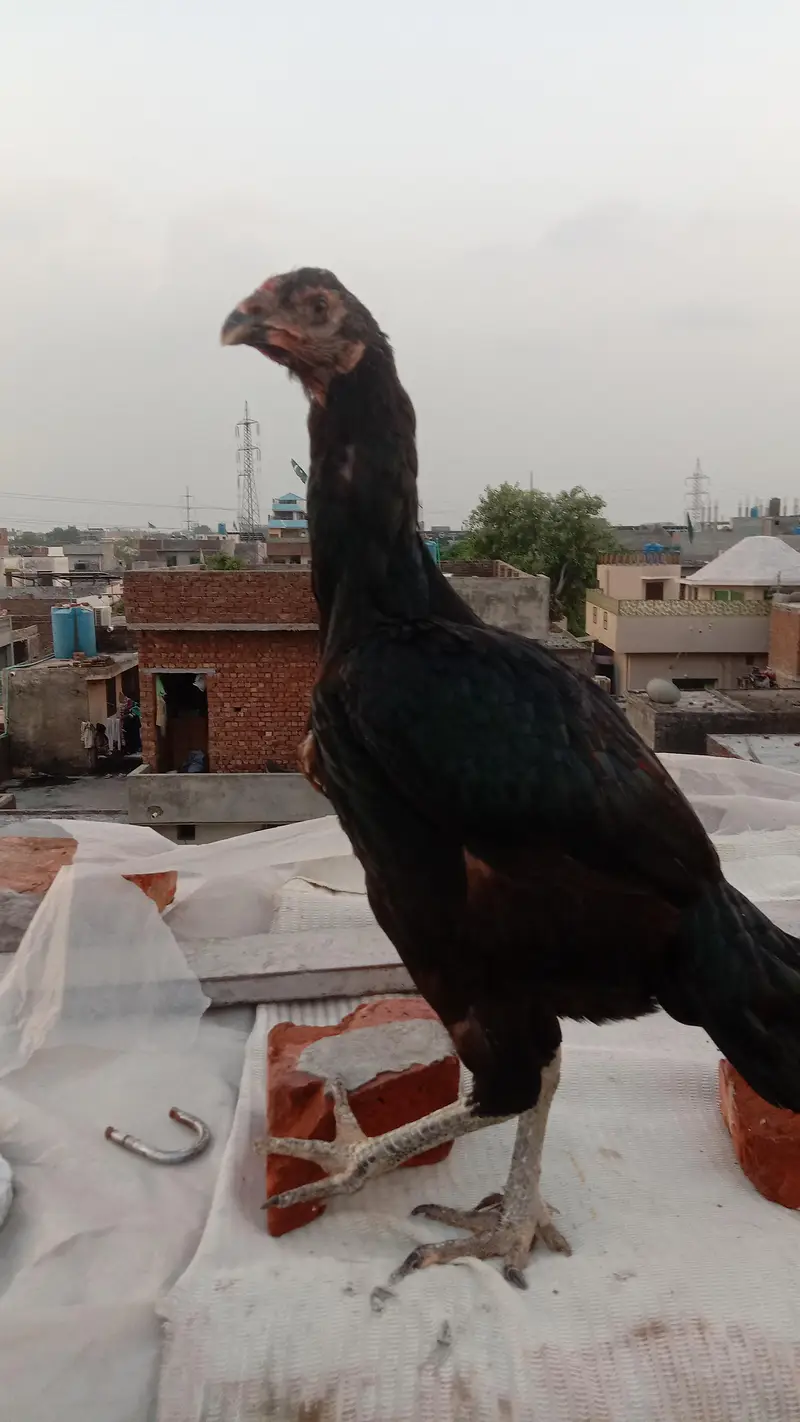 penus pokoye breeder female — photo 2