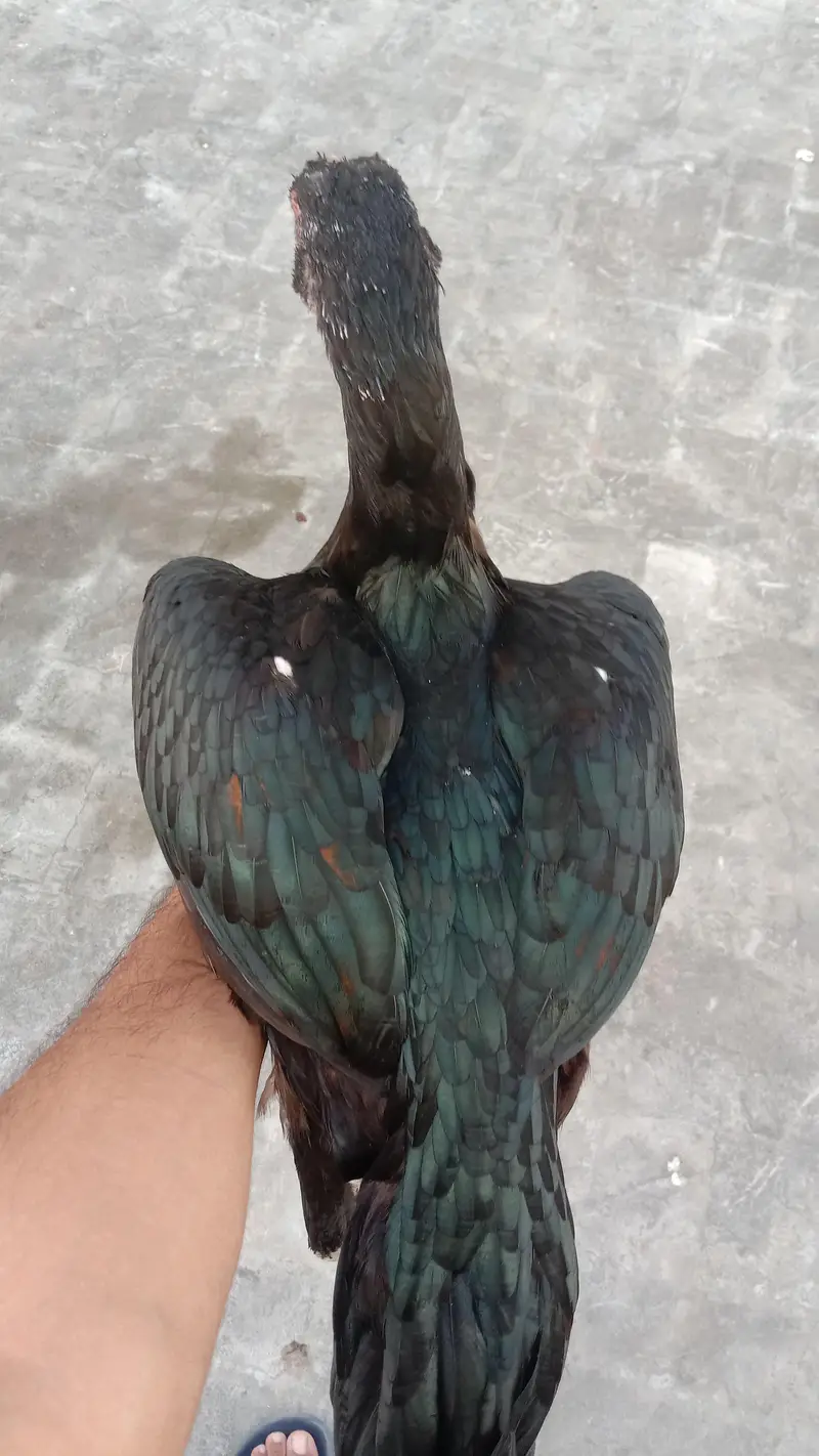 penus pokoye breeder female — photo 3