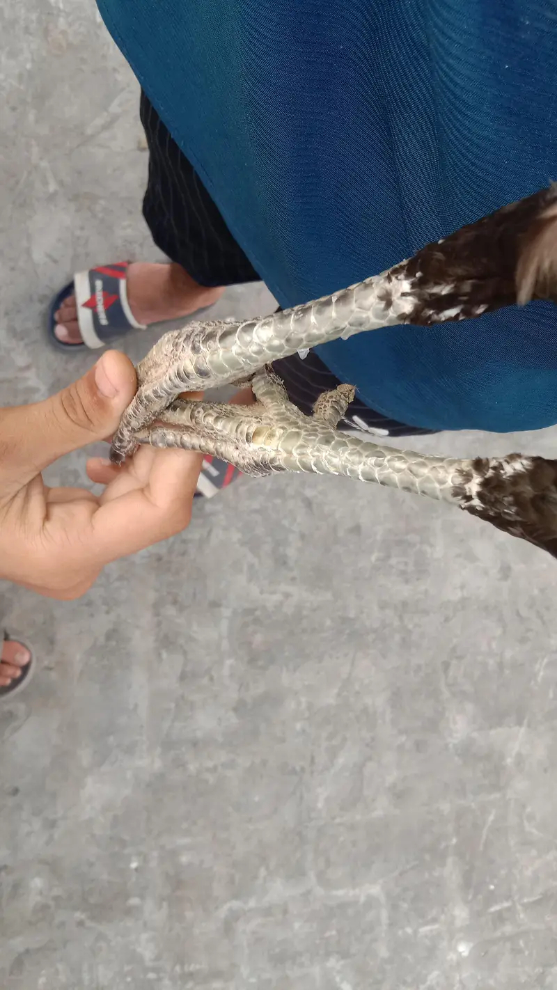 penus pokoye breeder female — photo 4