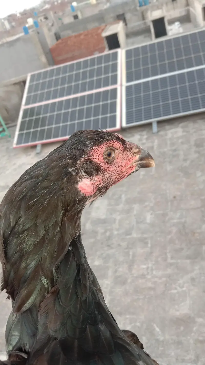 penus pokoye breeder female — photo 5