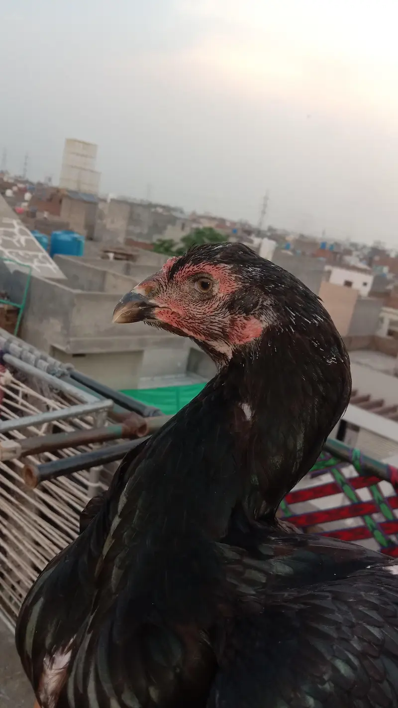 penus pokoye breeder female — photo 6