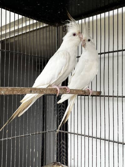 Cocktail and lovebird for sale.