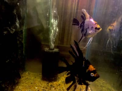 Healthy Active Angel Fish for Sale - Affordable Price