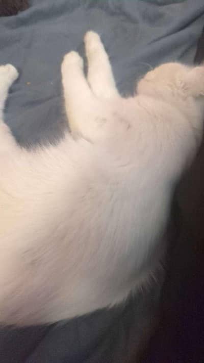 PERSIAN CATS FOR URGENT SALE