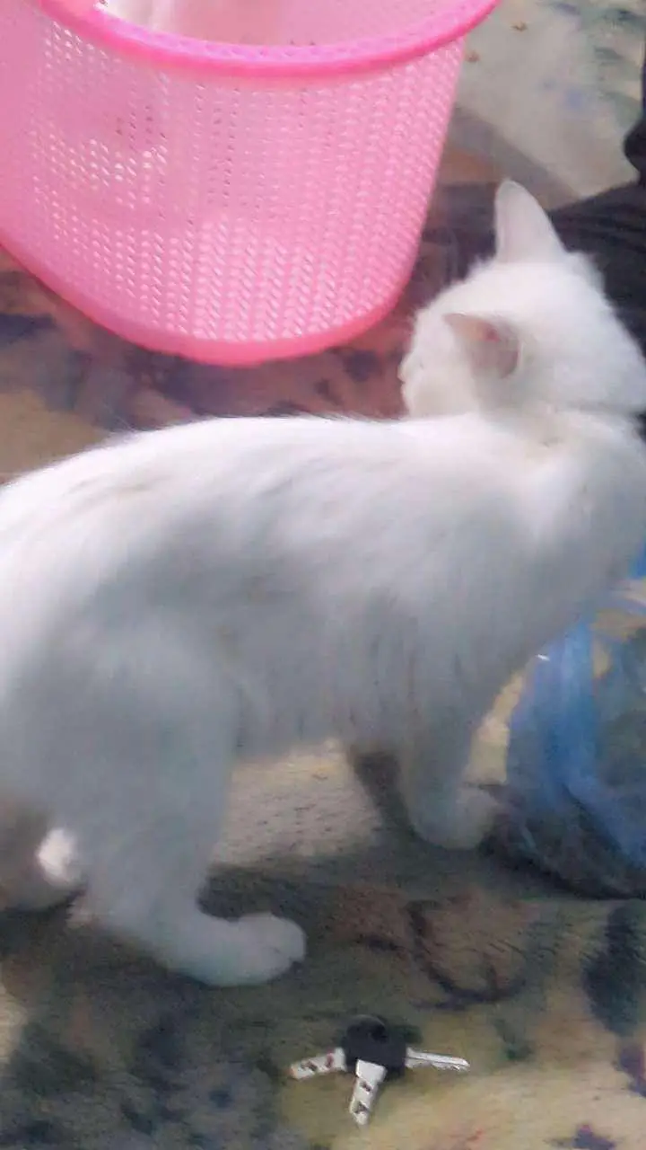 PERSIAN CATS FOR URGENT SALE — photo 2