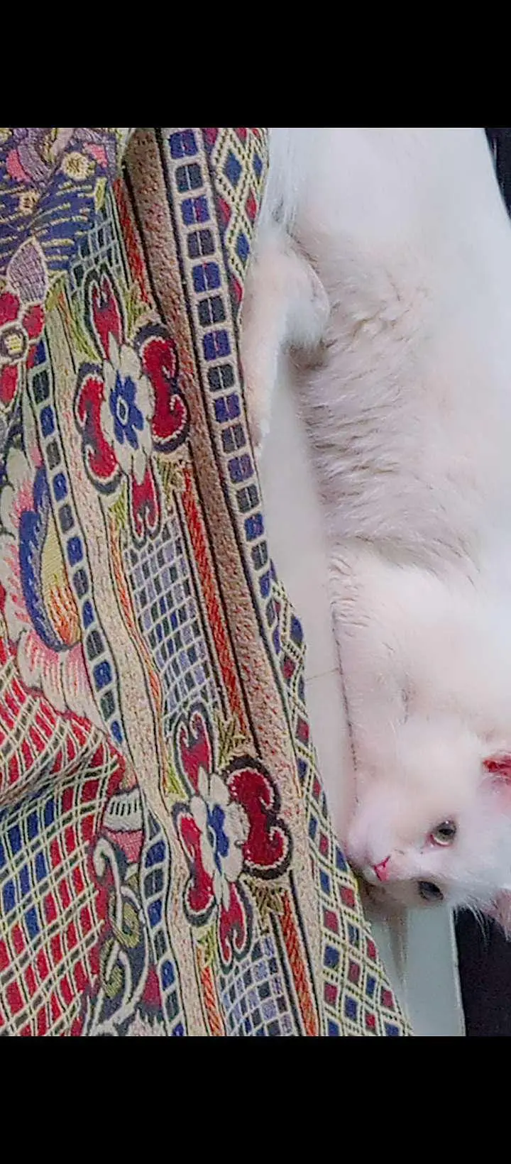 PERSIAN CATS FOR URGENT SALE — photo 3