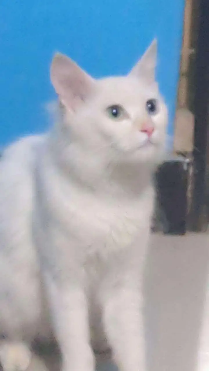 PERSIAN CATS FOR URGENT SALE — photo 5