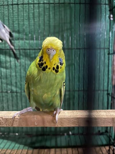 Exhibition Pairs For Sale