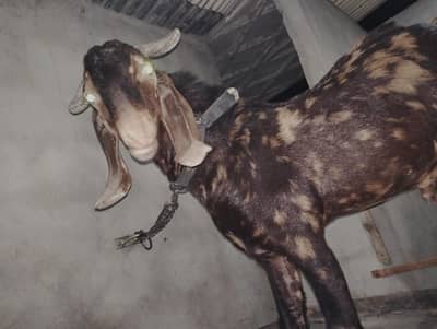 Bakra Bakri Pat kamorii Gulabi Totapari