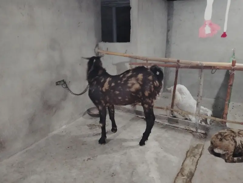 Bakra Bakri Pat kamorii Gulabi Totapari — photo 2