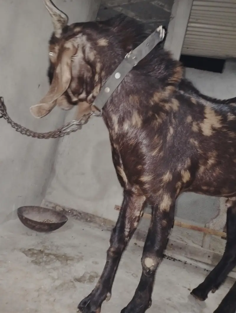 Bakra Bakri Pat kamorii Gulabi Totapari — photo 3