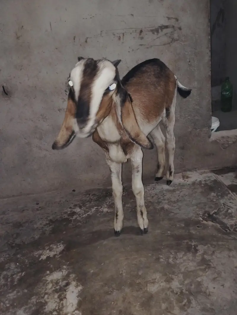 Bakra Bakri Pat kamorii Gulabi Totapari — photo 4