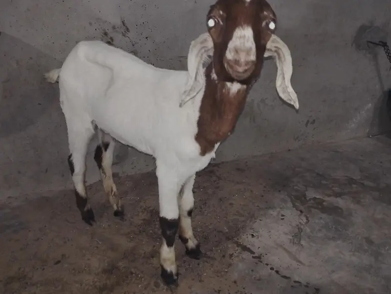 Bakra Bakri Pat kamorii Gulabi Totapari — photo 5