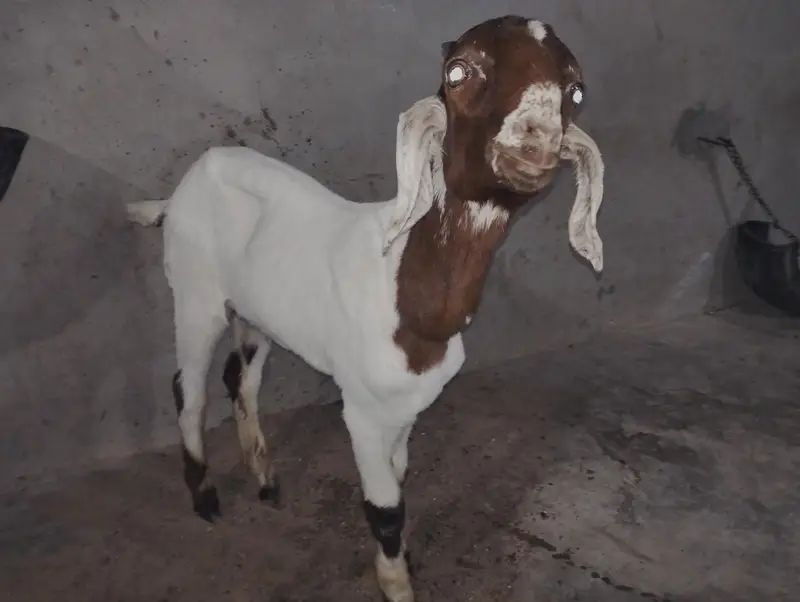 Bakra Bakri Pat kamorii Gulabi Totapari — photo 6