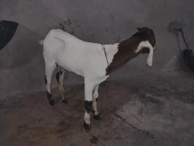 Bakra Bakri Pat kamorii Gulabi Totapari — photo 7