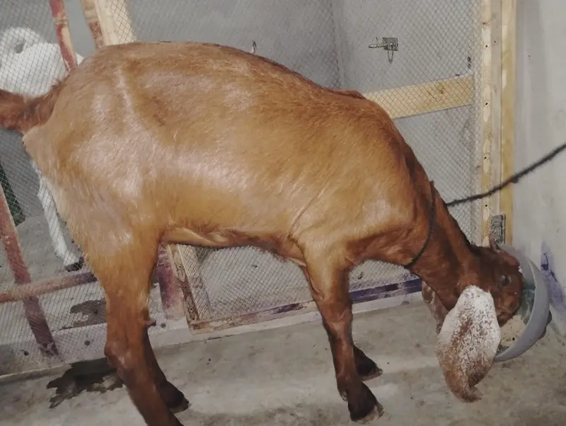 Bakra Bakri Pat kamorii Gulabi Totapari — photo 8