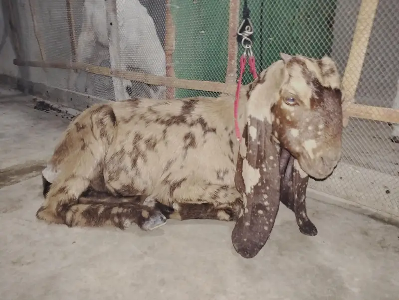 Bakra Bakri Pat kamorii Gulabi Totapari — photo 9