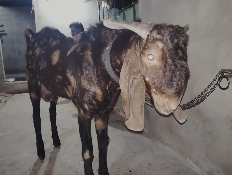 Bakra Bakri Pat kamorii Gulabi Totapari — photo 10