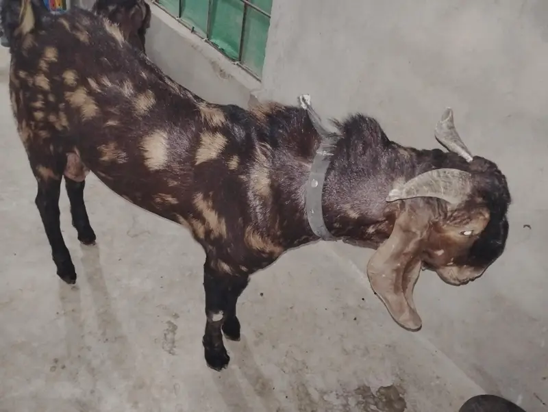 Bakra Bakri Pat kamorii Gulabi Totapari — photo 11