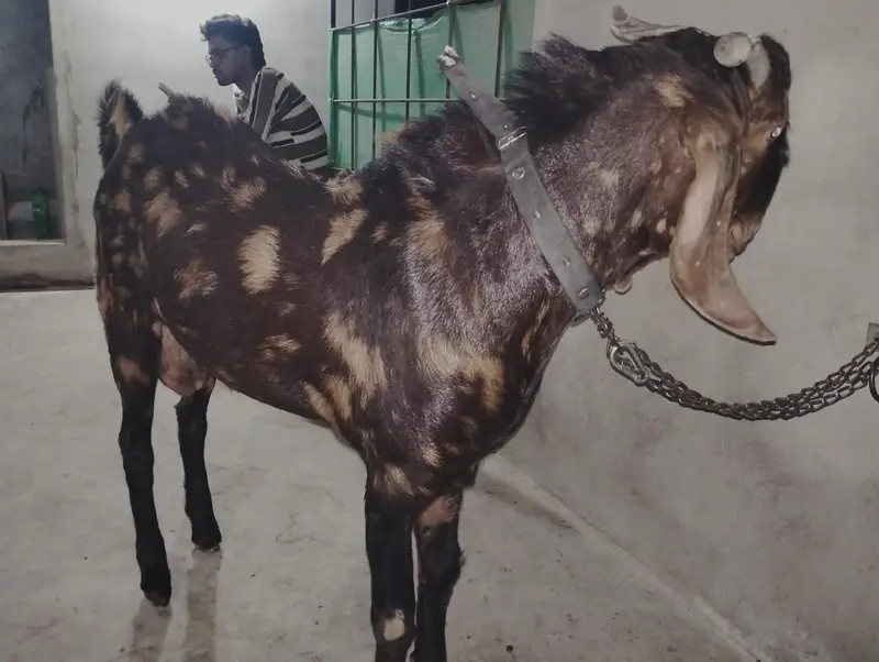 Bakra Bakri Pat kamorii Gulabi Totapari — photo 12