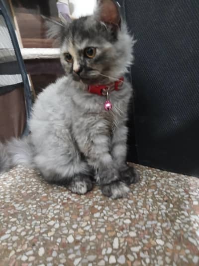 Luna – Vaccinated Persian Female Kitten, 3 Months 16 Days