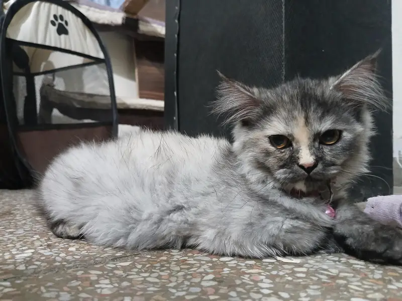 Luna – Vaccinated Persian Female Kitten, 3 Months 16 Days — photo 2