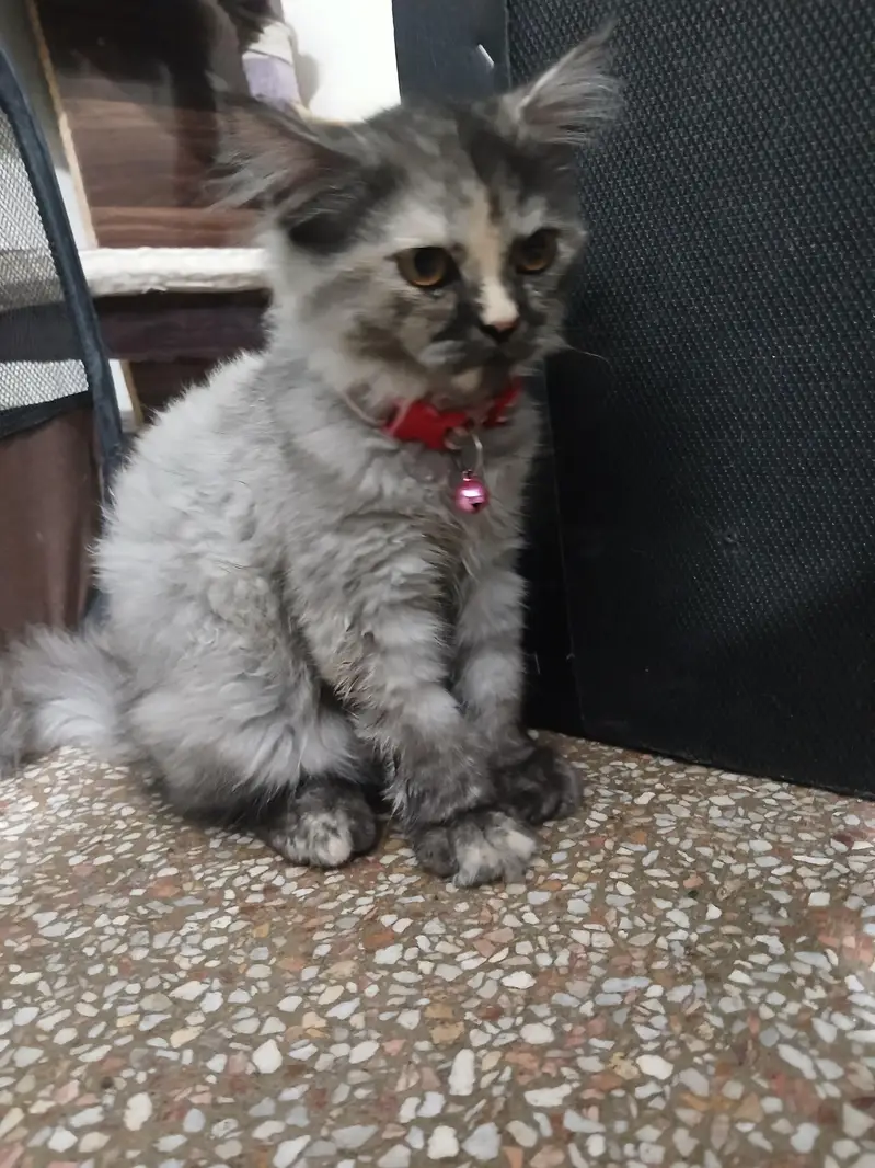 Luna – Vaccinated Persian Female Kitten, 3 Months 16 Days — photo 3