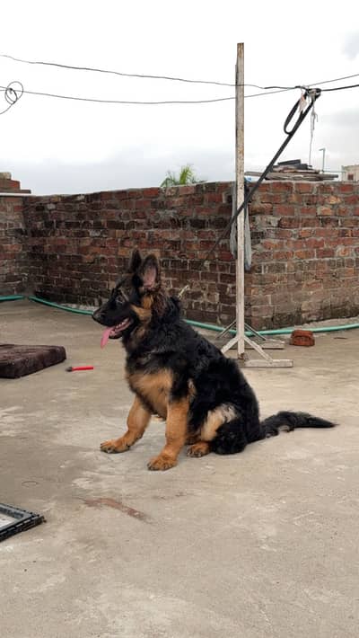 6 Months Long Coat Strong Bone Structure Good Bloodline Gsd Puppy